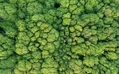 Les Sims de l’énergie : Réinventons nos maisons pour sauver la planète !